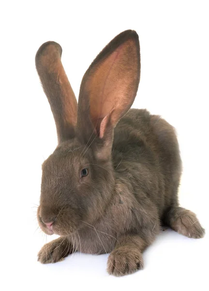 市松模様の巨大ウサギ — ストック写真