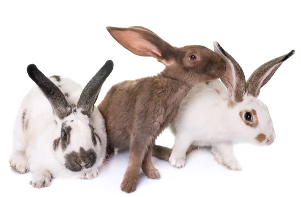 Checkered Giant rabbits — Stock Photo, Image