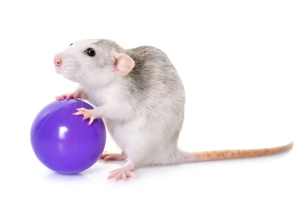 Husky Ratte mit Spielzeug — Stockfoto