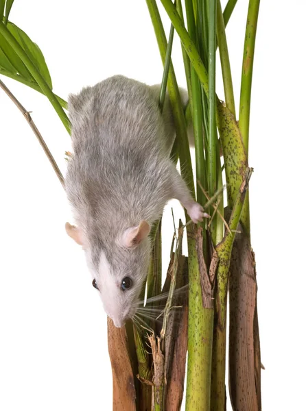 Rat in plant — Stock Photo, Image