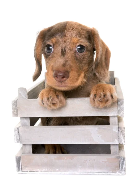 Cachorro de pelo de alambre Dachshund — Foto de Stock