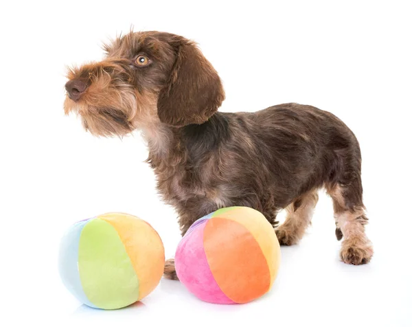 Cachorro Cabelo de fio Dachshund — Fotografia de Stock