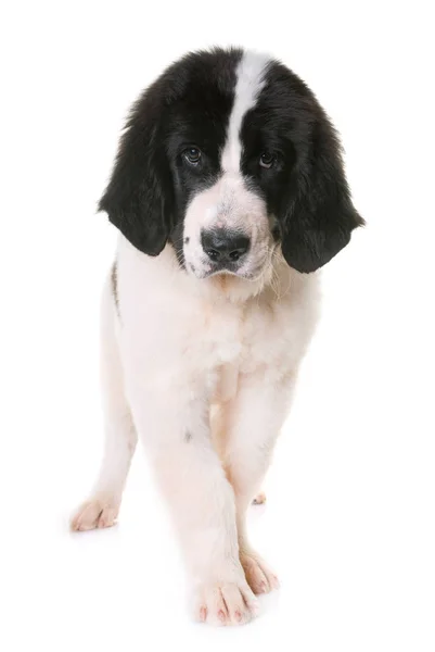 Puppy landseer in studio — Stockfoto