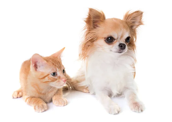 Kitten and chihuahua — Stock Photo, Image