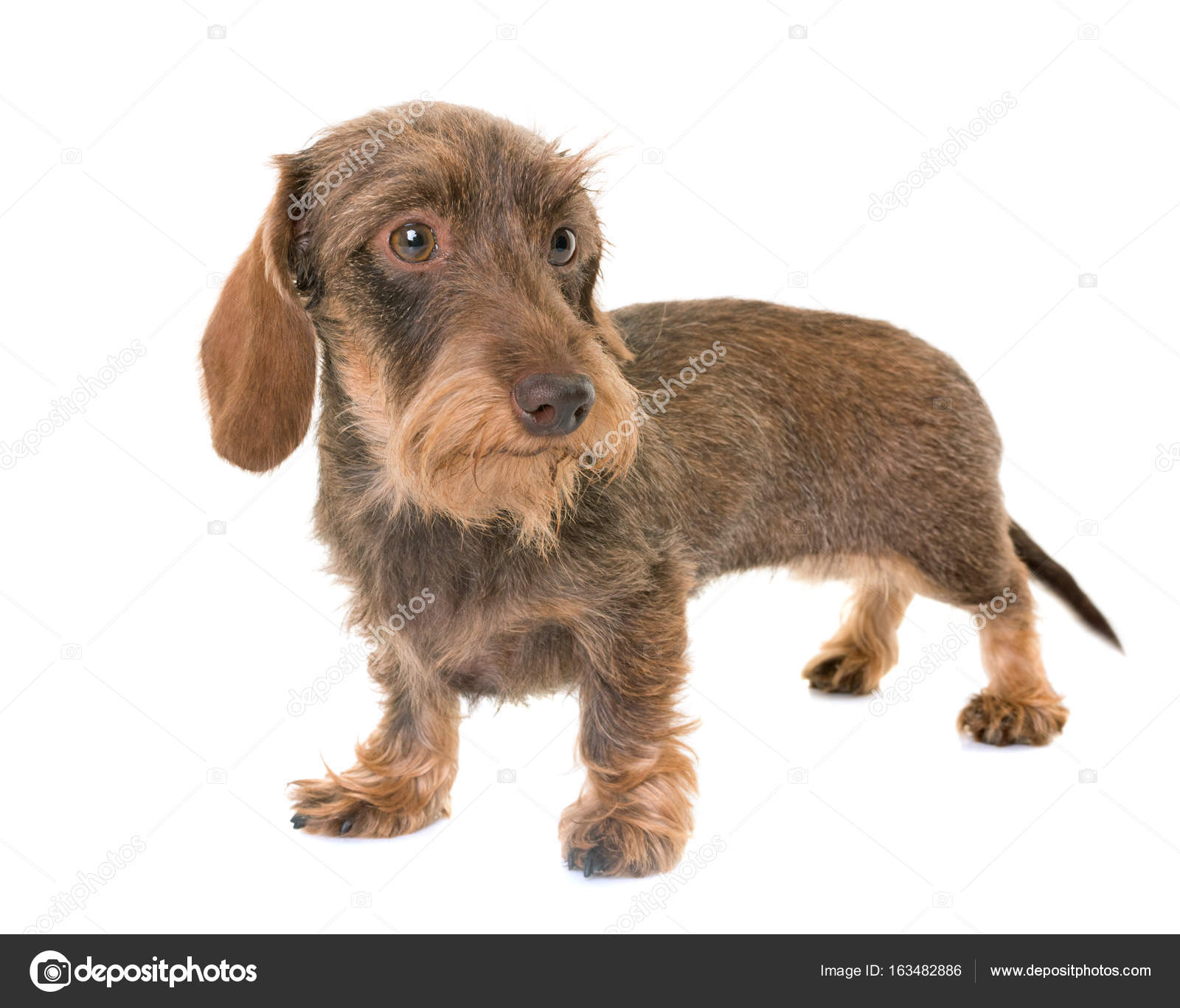 Kaninchen Wirehaired Dachshund Stock Photo by 163482886