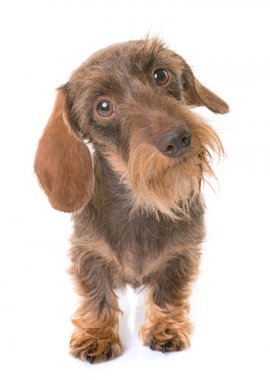 kaninchen Wire-haired Dachshund