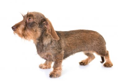 kaninchen Wire-haired Dachshund