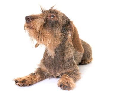 kaninchen Wire-haired Dachshund