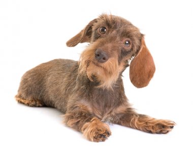 kaninchen Wire-haired Dachshund