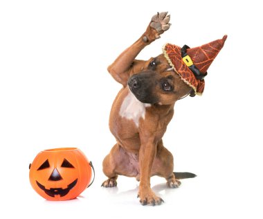 Staffordshire boğa korkunç ve Cadılar Bayramı