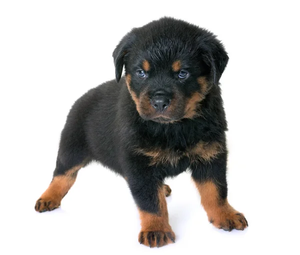 Pup rottweiler in studio — Stockfoto