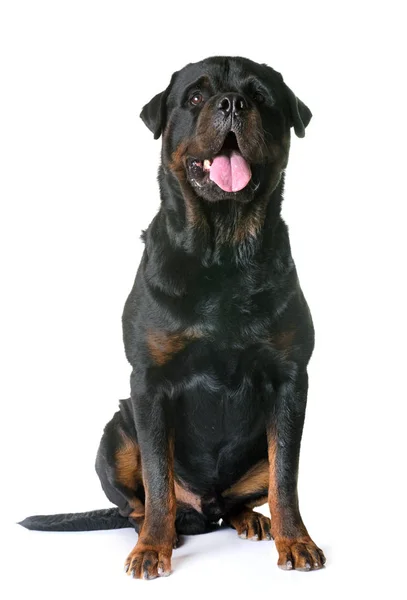 Rottweiler i studio — Stockfoto