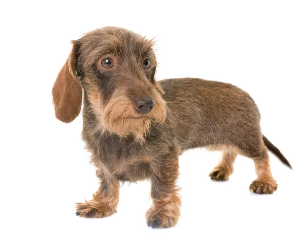 Kaninchen Wire-haired Dachshund — Stok fotoğraf