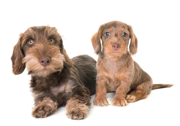 Wire-haired teckel pups — Stockfoto