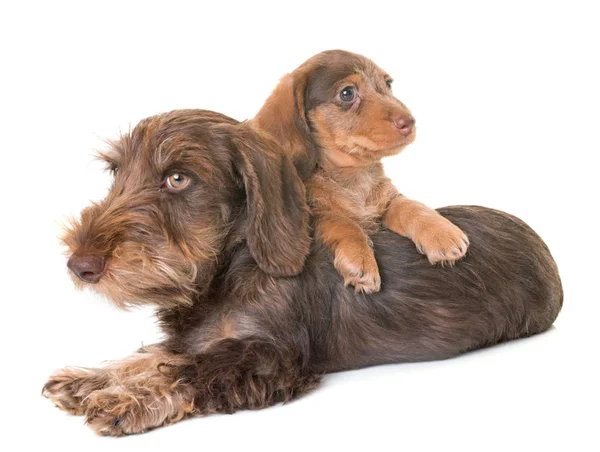 Cachorros Cabello de alambre Dachshund — Foto de Stock