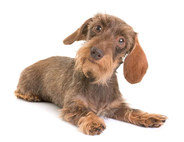 kaninchen Wire-haired Dachshund