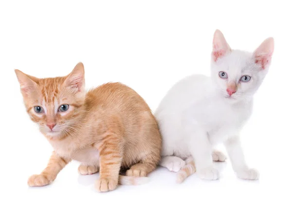 Gatinho em estúdio — Fotografia de Stock