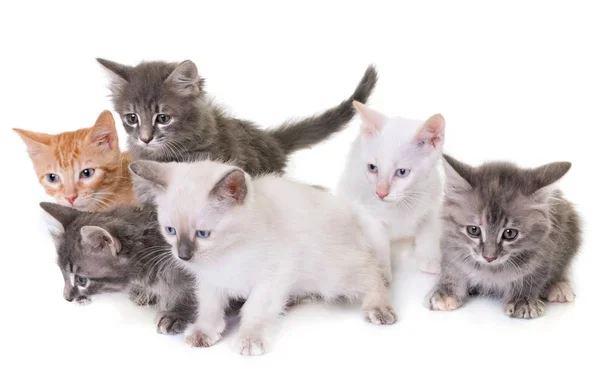 Kitten in studio — Stock Photo, Image