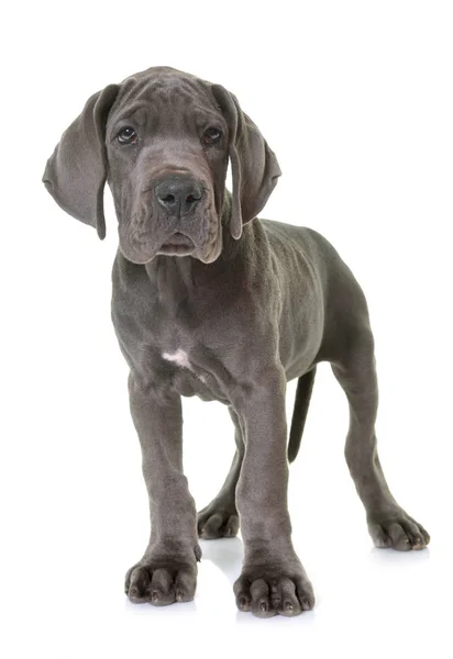 Cachorro gran danés — Foto de Stock