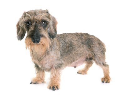 kaninchen Wire-haired Dachshund