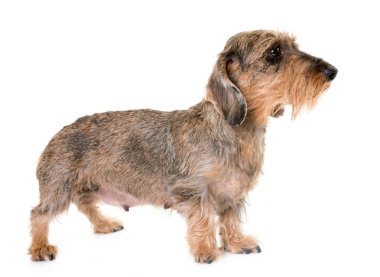 kaninchen Wire-haired Dachshund