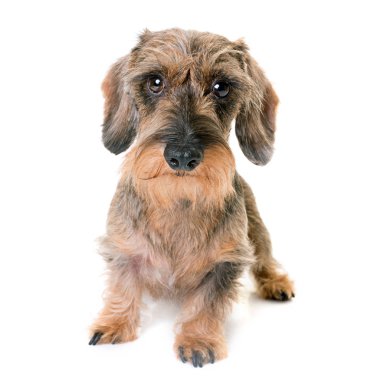 kaninchen Wire-haired Dachshund