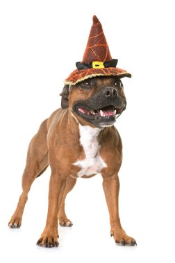 Staffordshire boğa korkunç ve Cadılar Bayramı