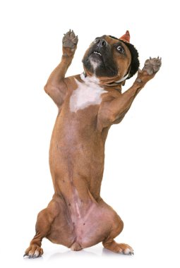 Staffordshire boğa korkunç ve Cadılar Bayramı