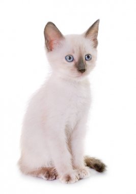 Studio yavru kedi