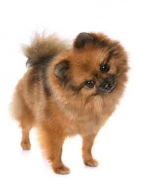 Pomeranian spitz Studio