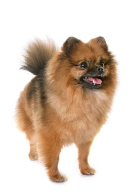 Pomeranian spitz Studio