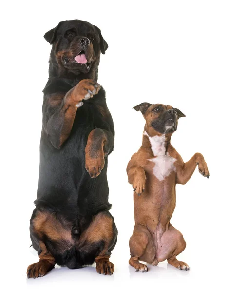 Staffordshire Bullterrier und Rottweiler — Stockfoto