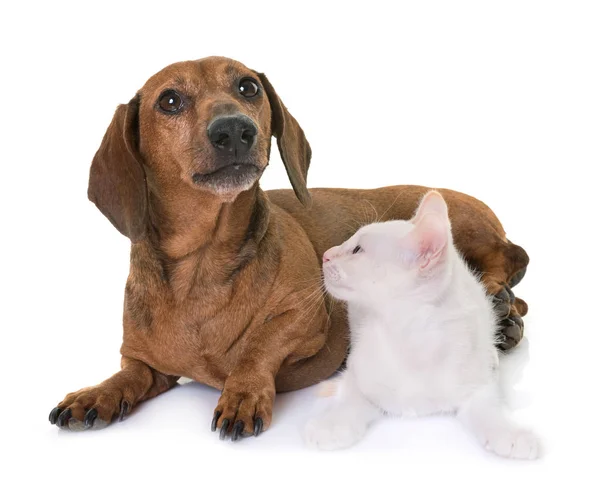 Kitten and dachshund — Stock Photo, Image