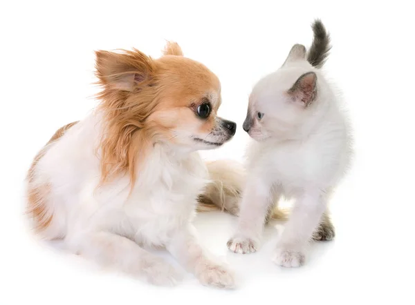 Kitten and chihuahua — Stock Photo, Image