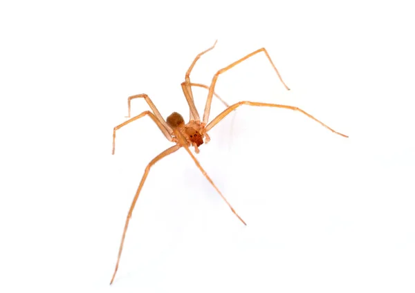 Brown recluse spider — Stockfoto