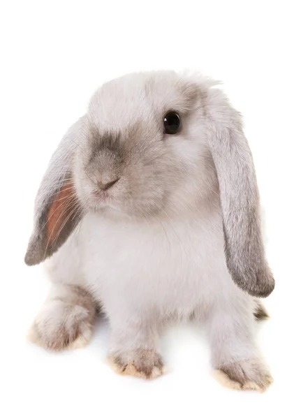 Mini lop i studio — Stockfoto