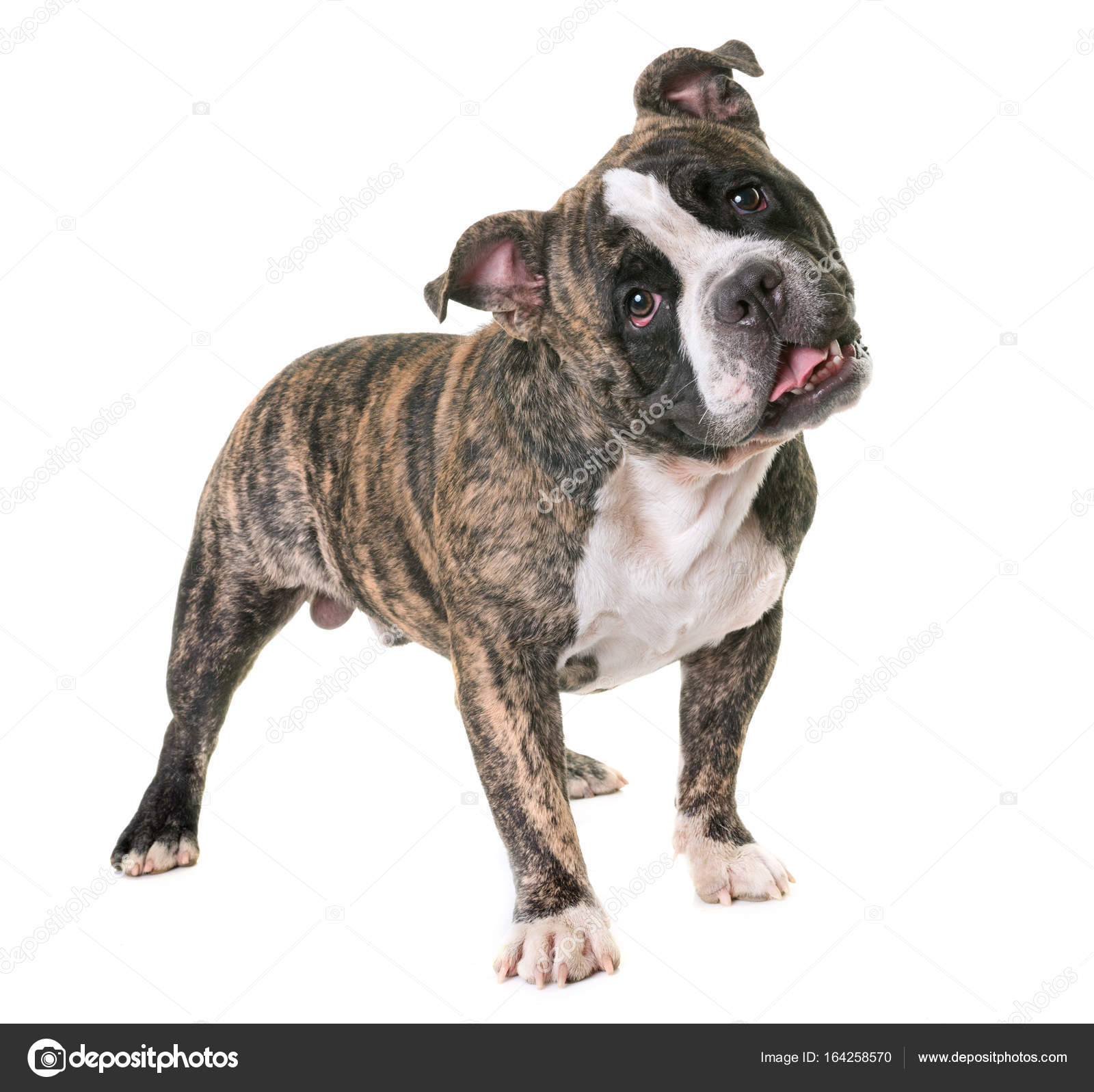 Dog American Staffordshire Terrier / Amstaff / puppy walking in a meadow  Stock Photo - Alamy, image size:1600x1597