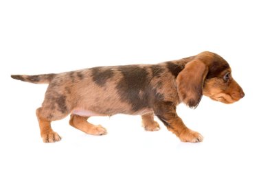 köpek yavrusu Wire-haired Dachshund
