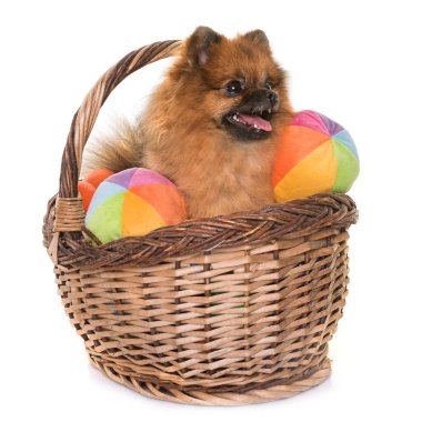 Pomeranian spitz Studio