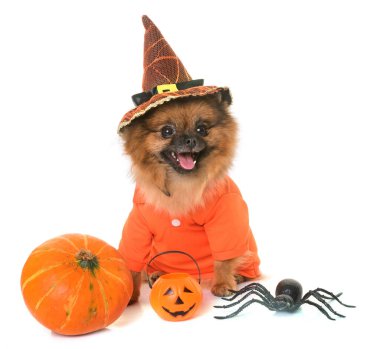 Pomeranian spitz ve Cadılar Bayramı