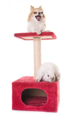 Mini lop ve chihuahua