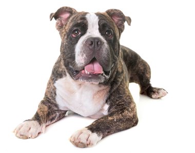 Studio Amerikan kabadayı