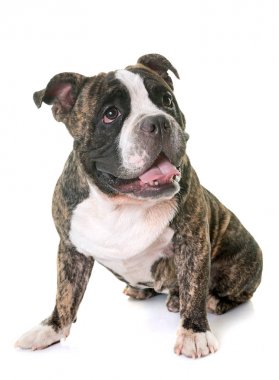 Studio Amerikan kabadayı