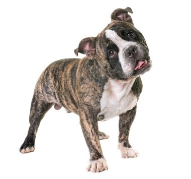 Studio Amerikan kabadayı