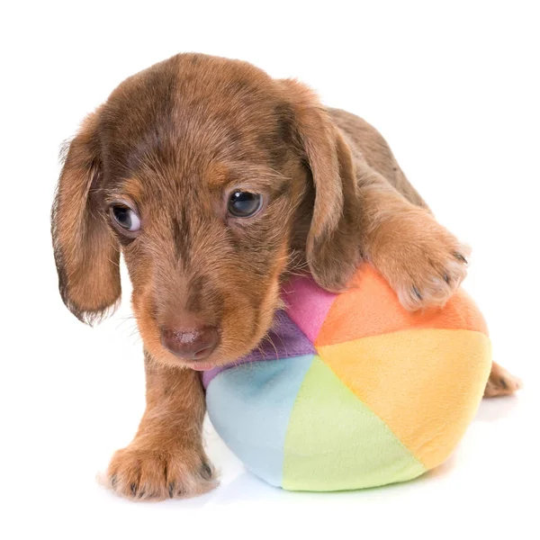 köpek yavrusu Wire-haired Dachshund