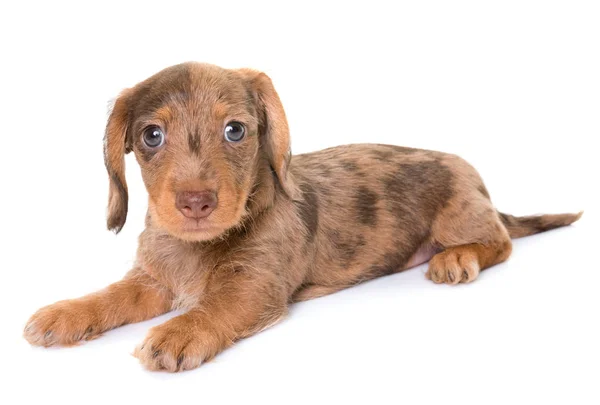 Welpen-Rauhaardackel — Stockfoto