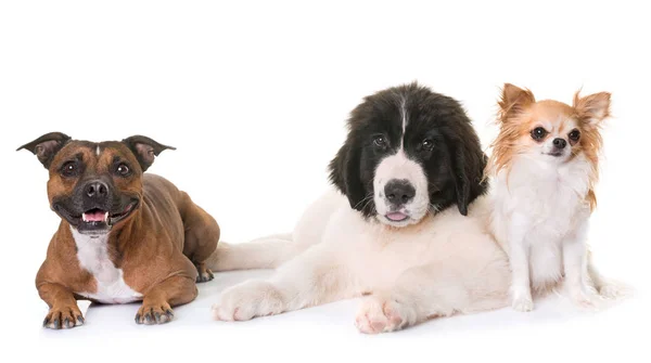 Puppy landseer, chihuahua and staffie — Stock Photo, Image