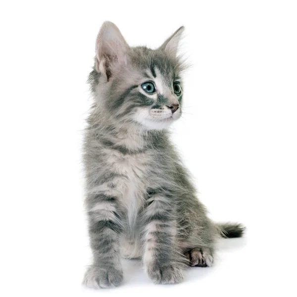 Kitten in studio — Stock Photo, Image
