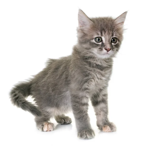 Kitten in studio — Stock Photo, Image