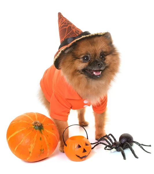 Pomeranian spitz och halloween — Stockfoto